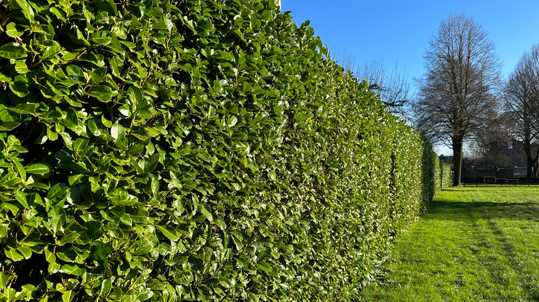 Cherry laurel (Prunus laurocerasus) hedge bordering a lawn