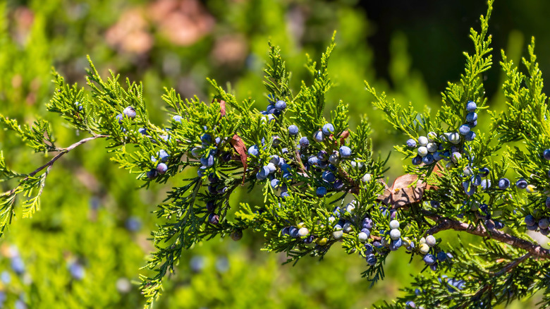 Eastern redcedar (Juniperus virginiana)