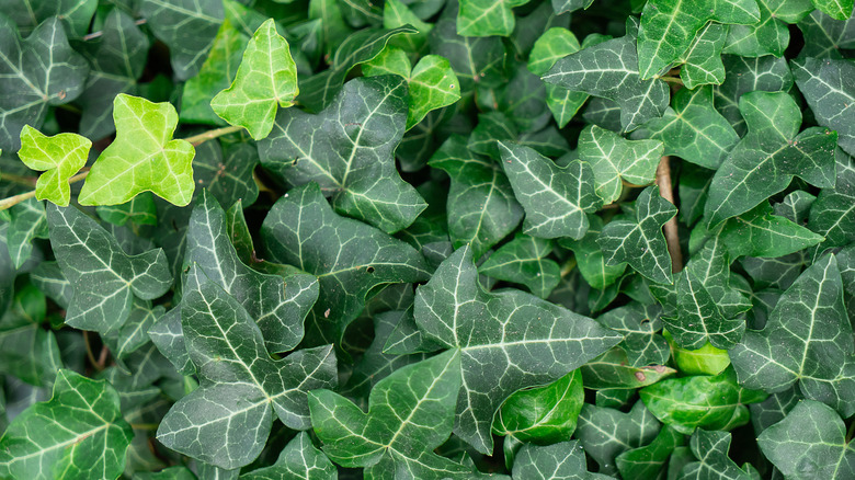 English ivy (Hedera helix)