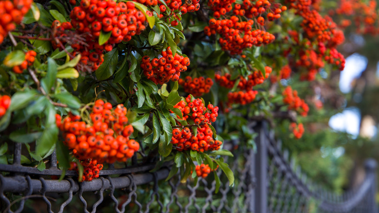Firethorn (Pyracantha coccinea)
