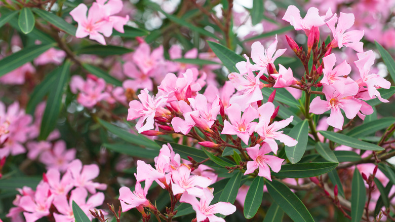 Oleander (Nerium oleander) in bloom