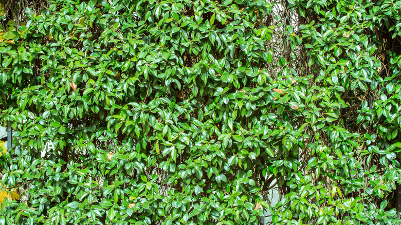 Chinese privet (Ligustrum sinese)