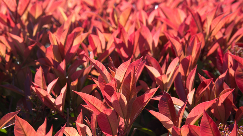 Red tip photinia (Photinia x fraseri)