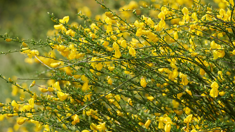 Scotch broom (Cytisus scoparius)