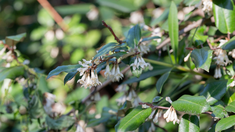 Thorny elaeagnus (Elaeagnus pungens)