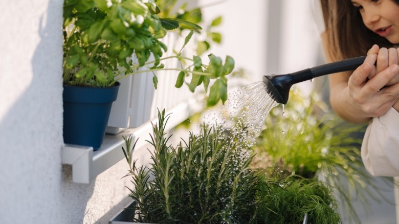 Rosemary watered on a balcony
