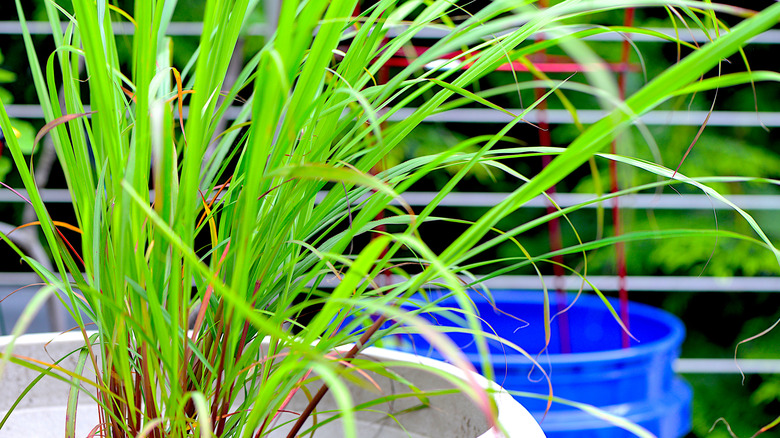 A container of lemongrass growing outside