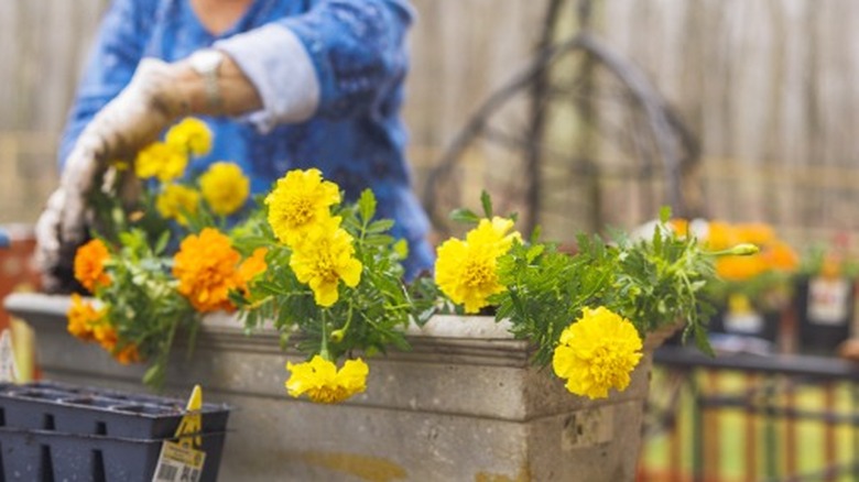 Potting marigolds for a patio pot