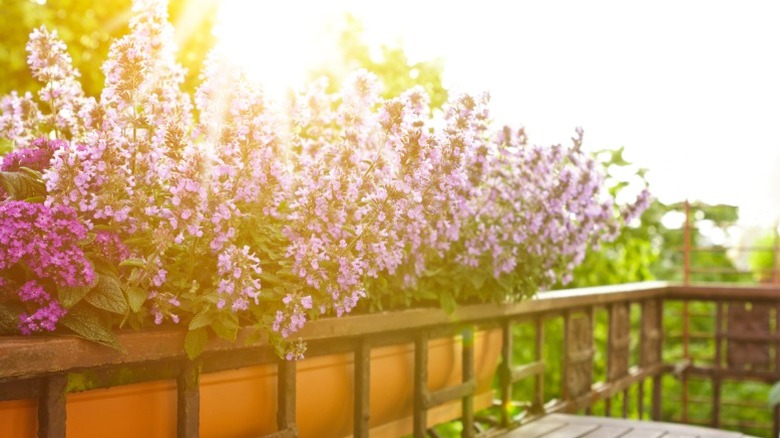 Flowering catnip growing in a balcony box