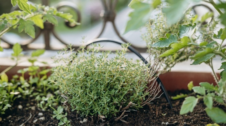Lemon thyme growing among other herbs