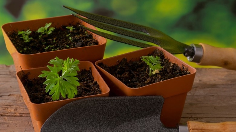 Wormwood seedlings growing in pots