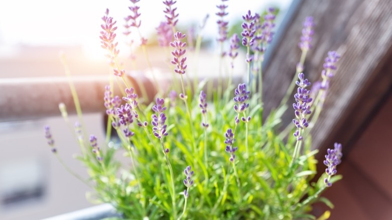 A bunch of lavender growing in a pot