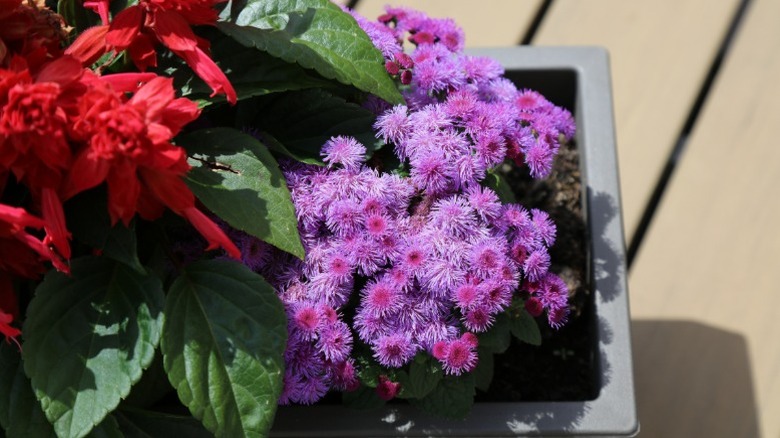 A pot filled with bright floss flowers