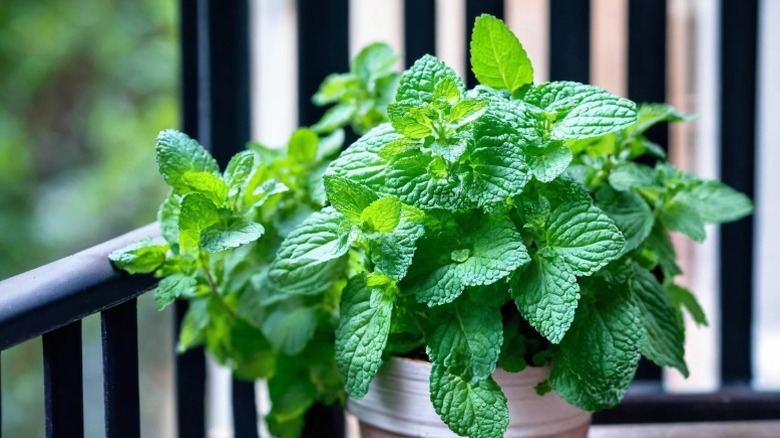 Mint growing in a pot near a railing