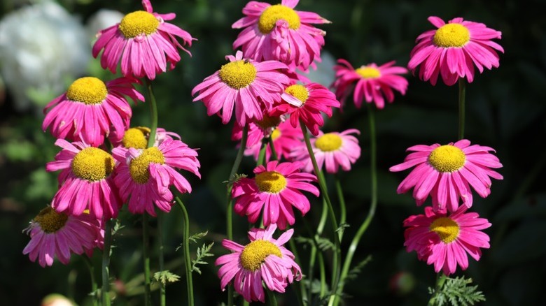 Pink painted daisies growing tall