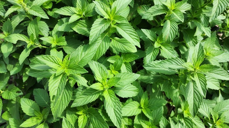 Dense growth of pennyroyal