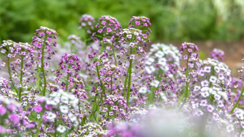 Sweet alyssum in bloom