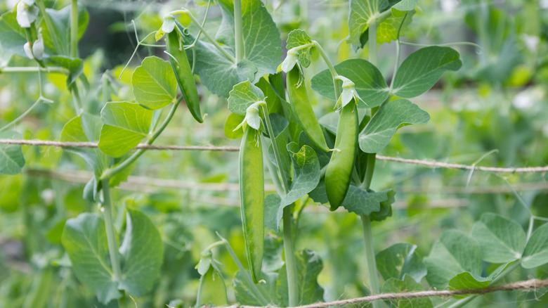 Healthy bean pods growing in a garden