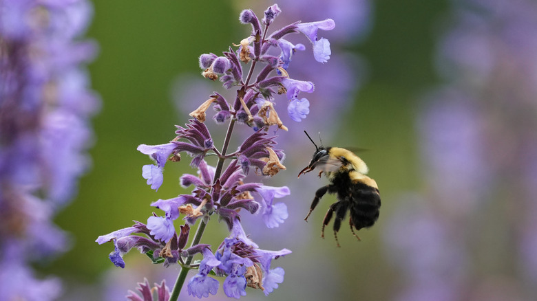 A large bumble bee hovering in front of catnip plant