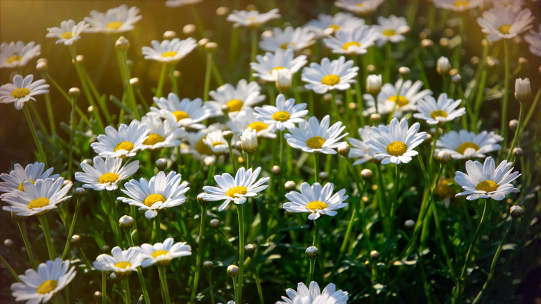 White chamomile flowers in full bloom.