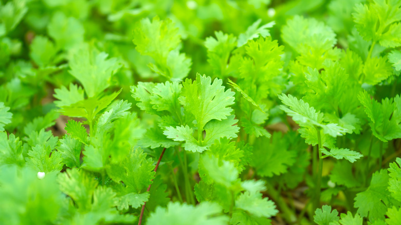 A lose-up of cilantro (coriander) in a garden