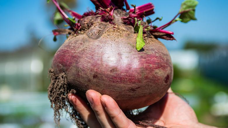 A hand holding a large beet root