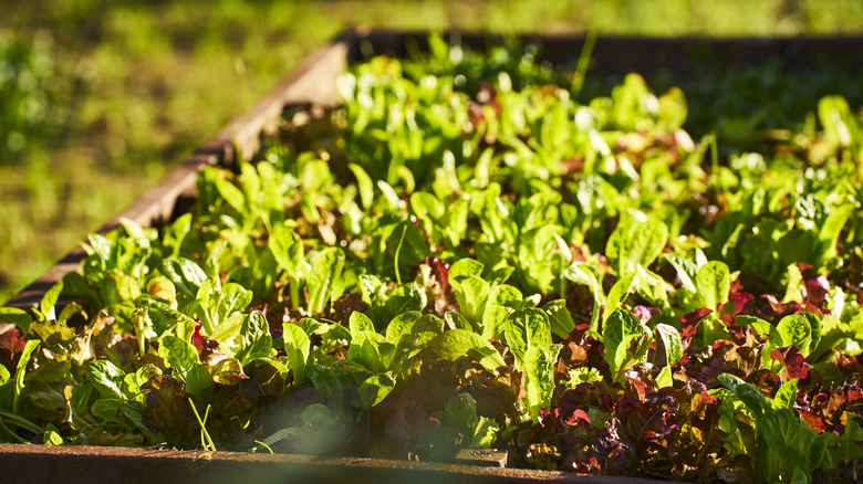 Lettuce growing in raised garden bed