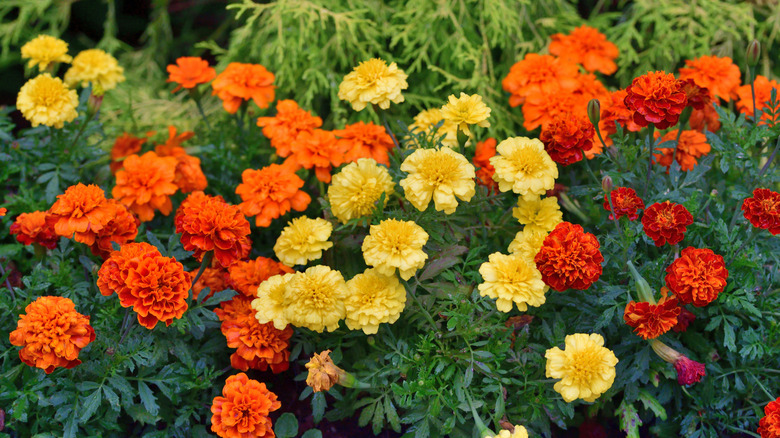Gold, orange, and red marigolds in bloom
