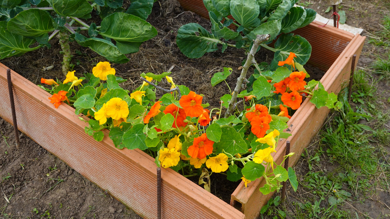 Nasturtiums growing in raised bed garden