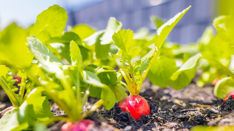 Mature radishes in the garden.