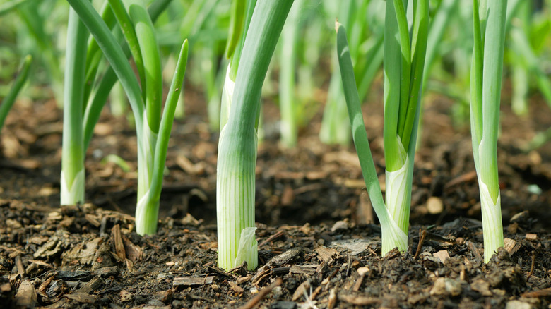 Close up of scallions growing in garden