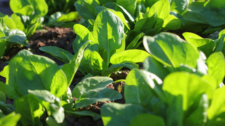 spinach growing in a garden