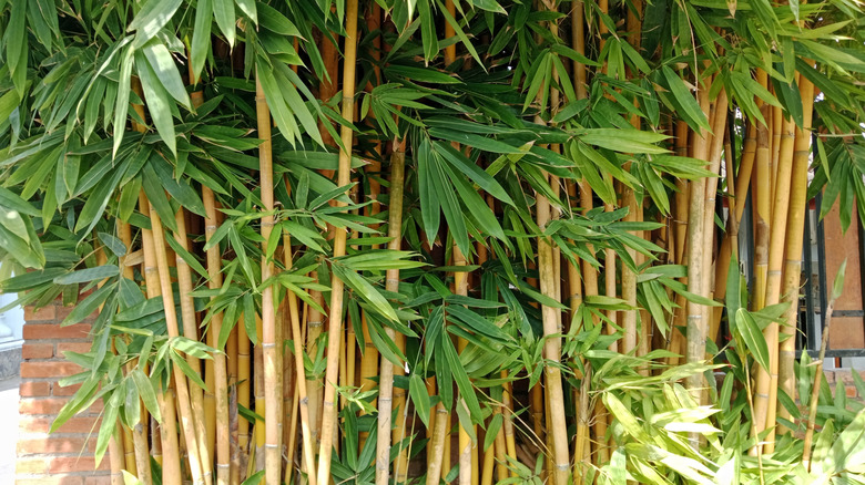A stand of yellow bamboo