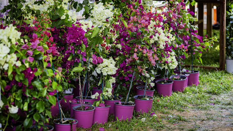Row of bougainvillea in pink pots