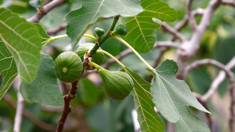 Close-up of figs on fig tree