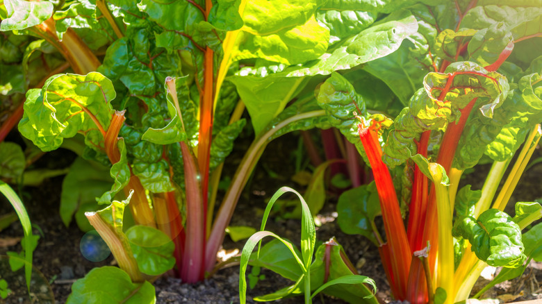 Rhubarb plants with yellow and red stems in a garden