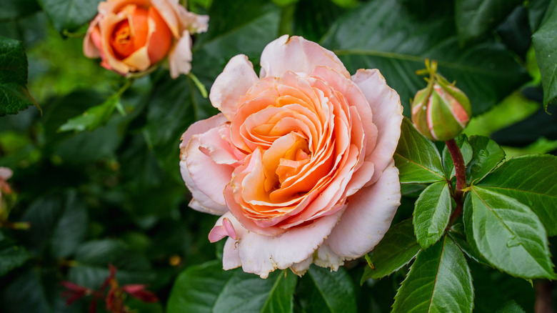 Close-up of peach rose on bush
