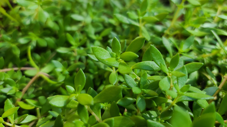 Creeping sedum grown as a ground cover