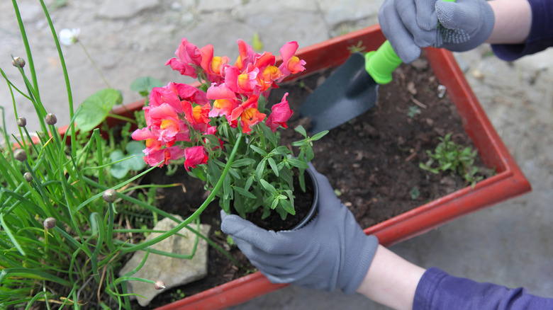 Planting a snapdragon with pink flowers in a window box