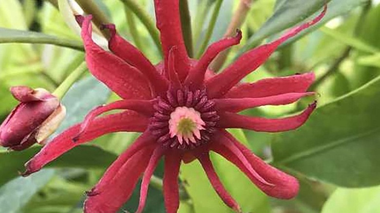 Star anise flower close up