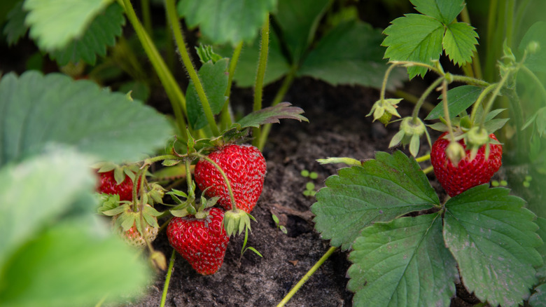 Close-up of strawberries growing in garden bed