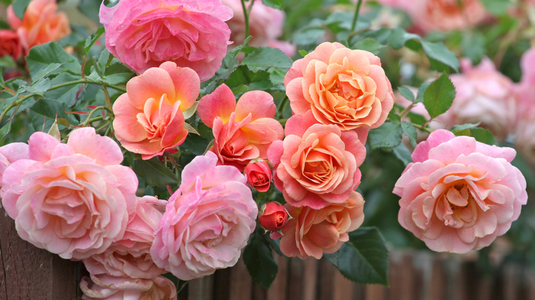 A closeup of pink blooming roses