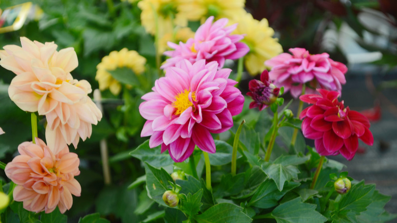 Light orange, yellow and pink dahlias grow in a garden