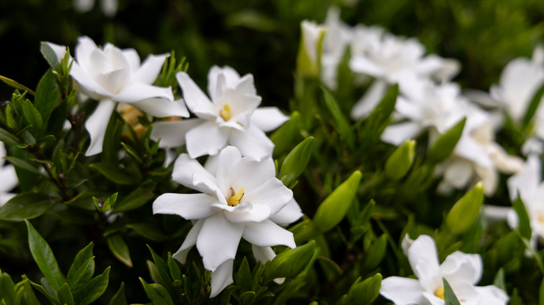 White flowers bloom on a gardenia plant