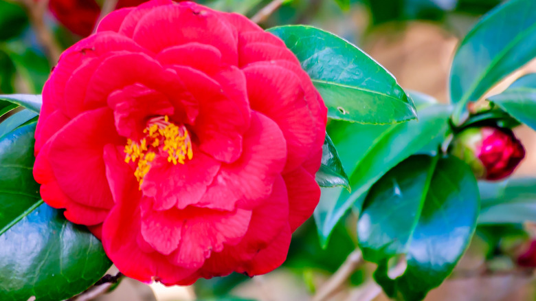 A closeup of a red camellia flower