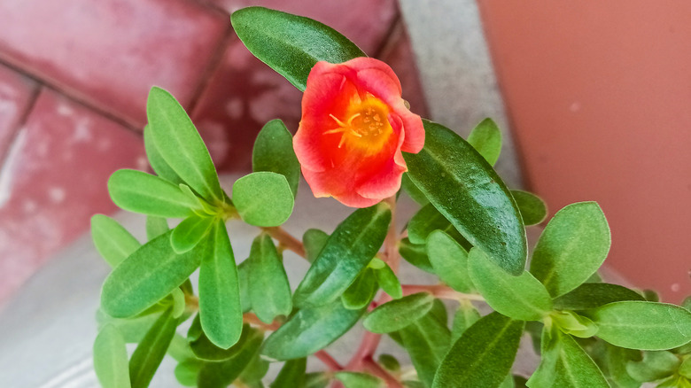 A wingpod purslane grows near bricks in a garden