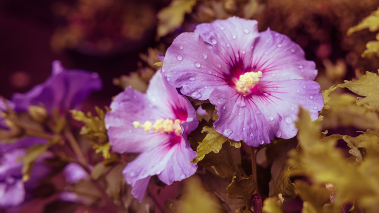A closeup of a purple hibiscus flower