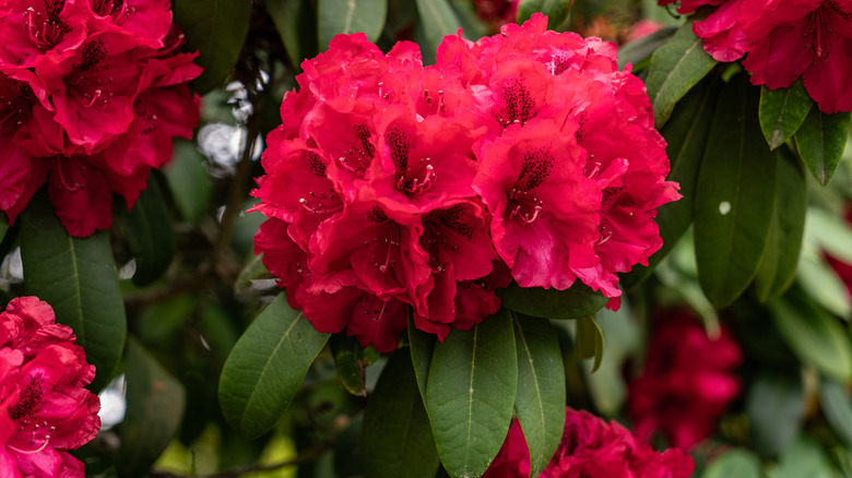 A cluster of red rhododendrons grows on the shrub plant