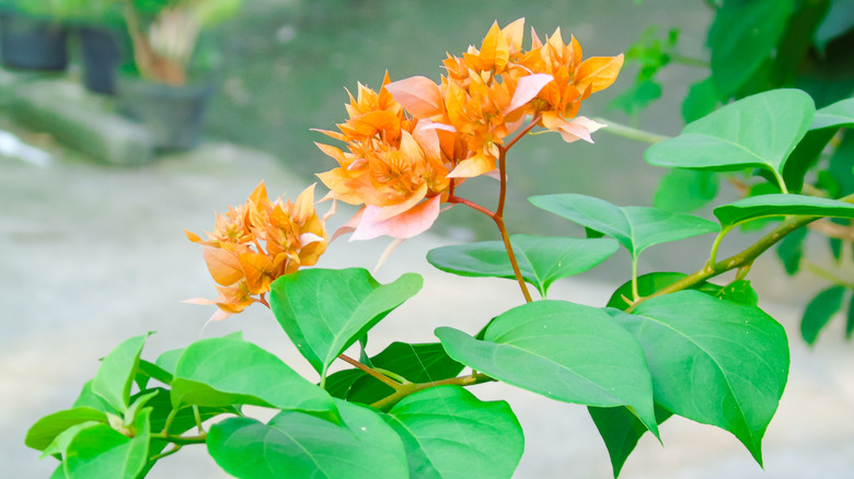 Orange leaves grow on a bouganvillea