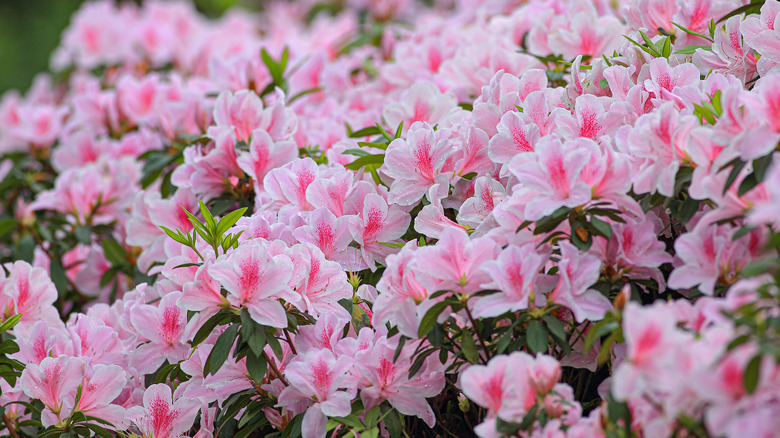 A cluster of light pink azaleas grow in a summer garden
